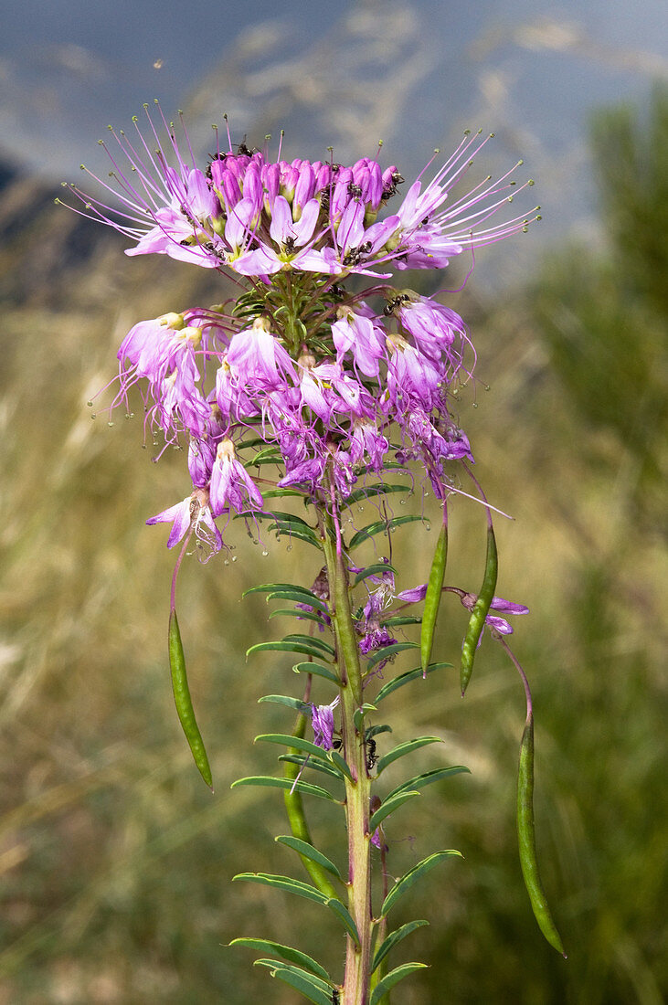 Rocky Mountain Beeplant