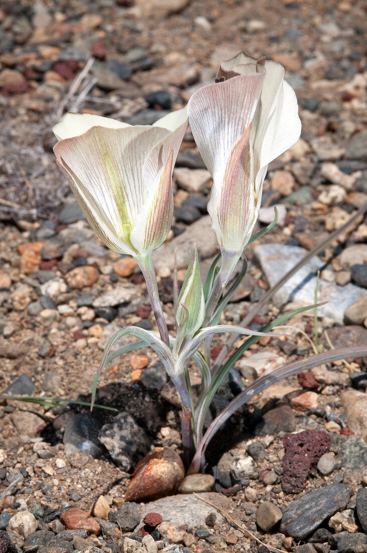 Bruneau Mariposa Lily
