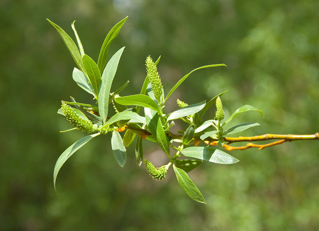 Pacific Willow