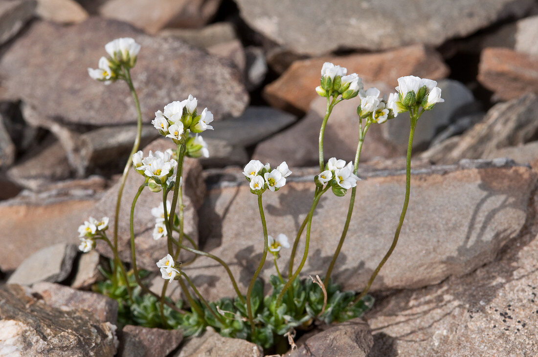 Draba fladnizensis