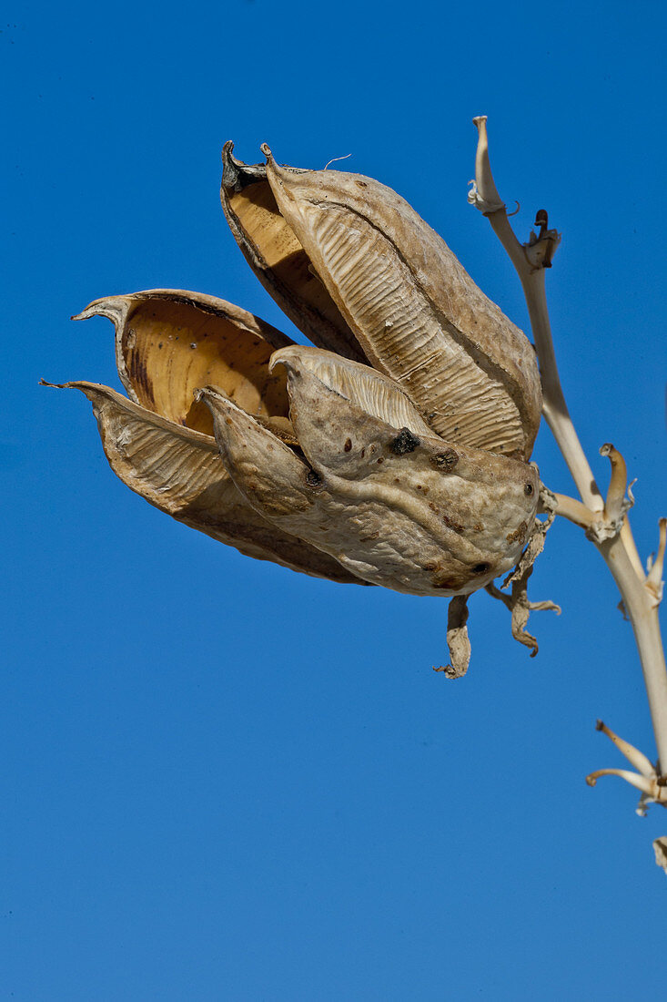 Yucca Seed Pod