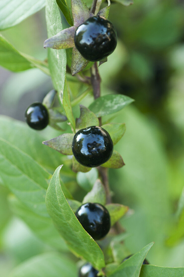 Berries of Atropa belladona