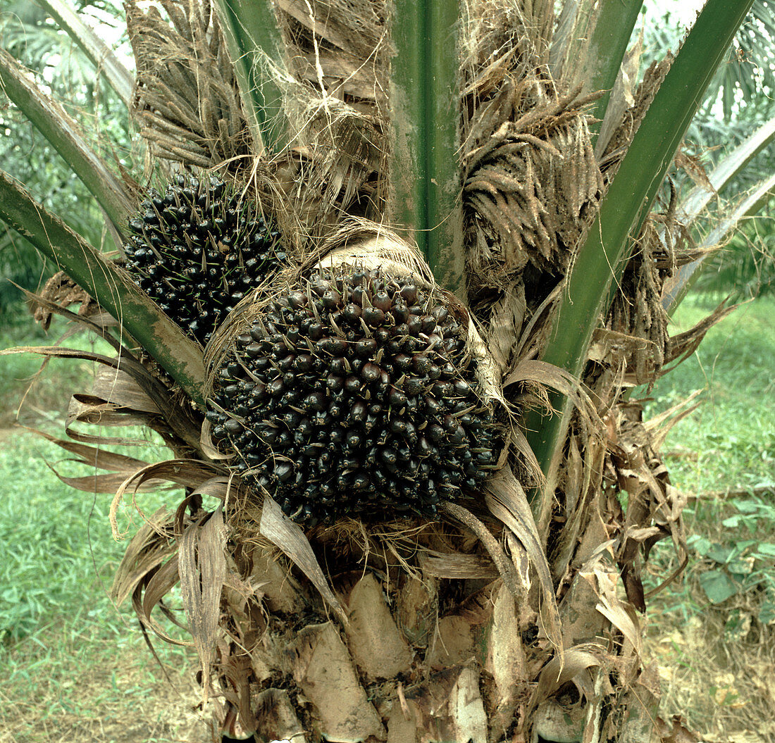 Fruit on oil palm