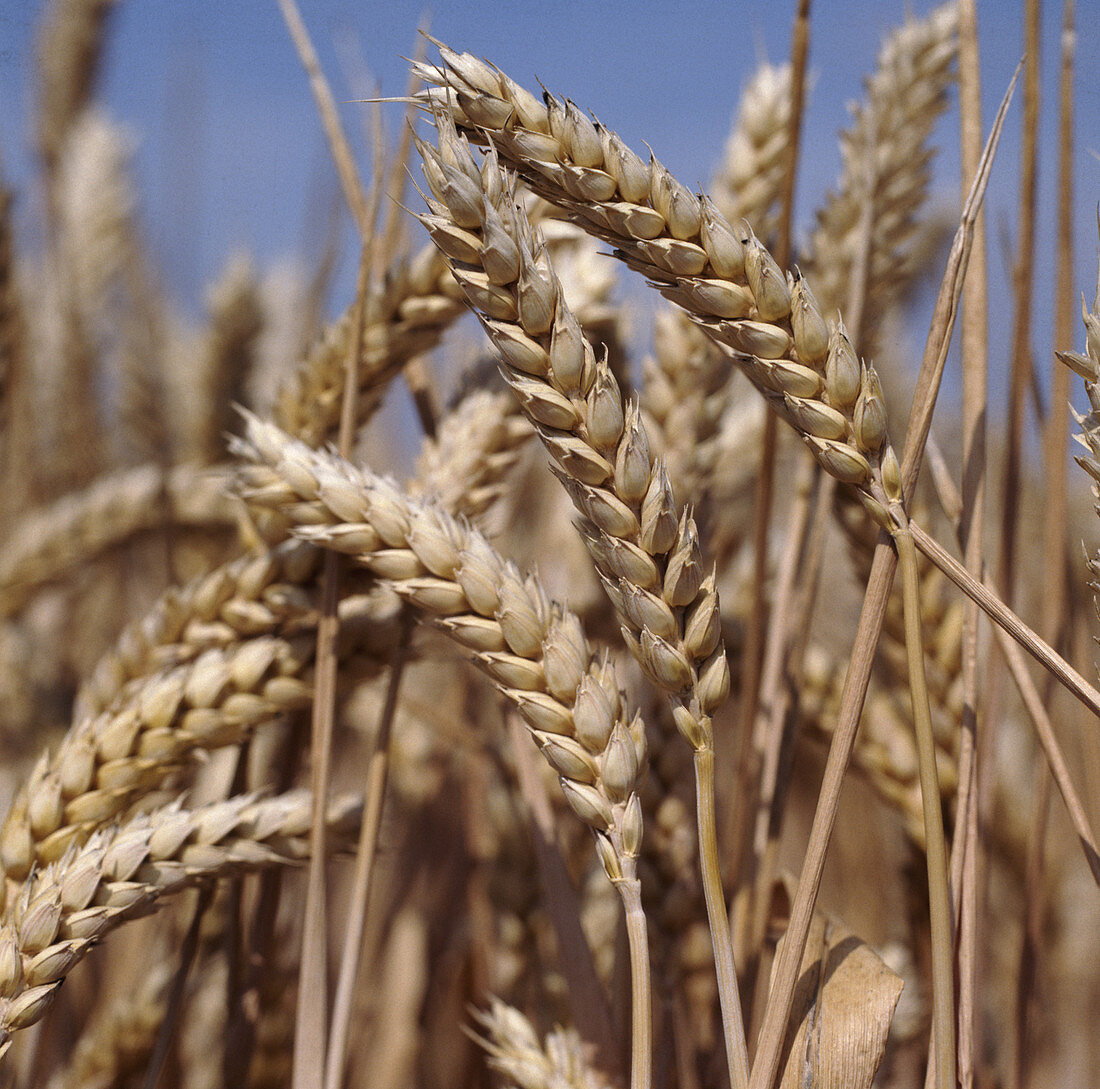 Ripe wheat ears against blue sky