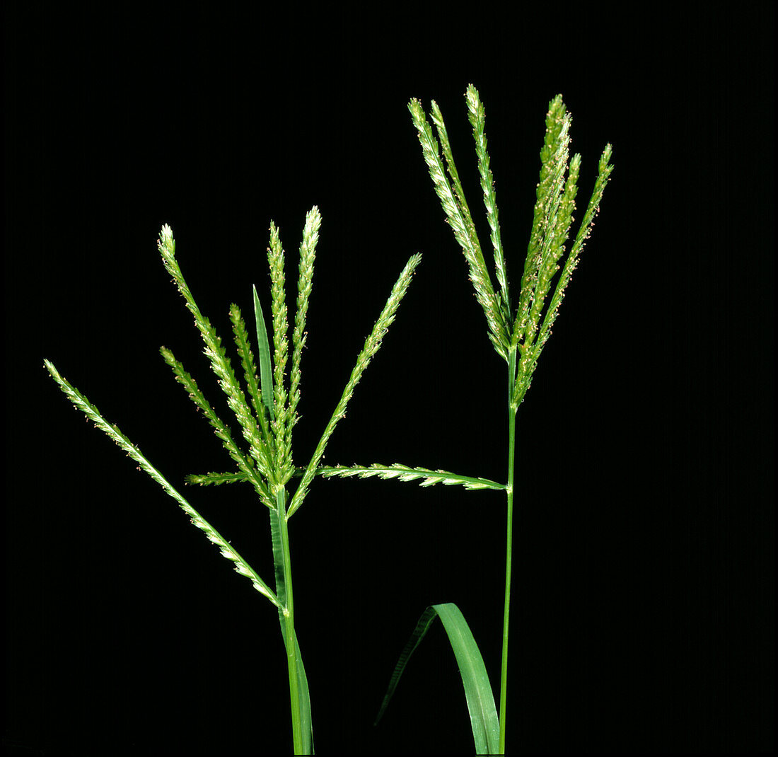 Crowsfoot grass (Eleusine indica)