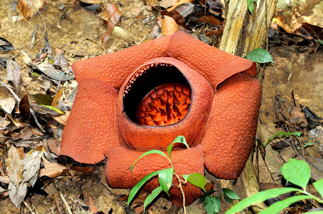 Rafflesia kerii Flower