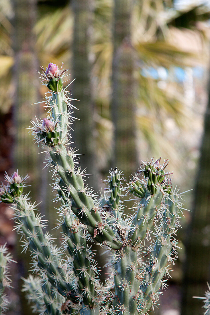 Buckhorn Cholla