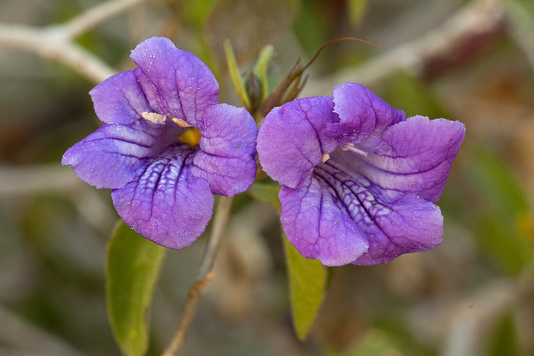 Desert Ruellia