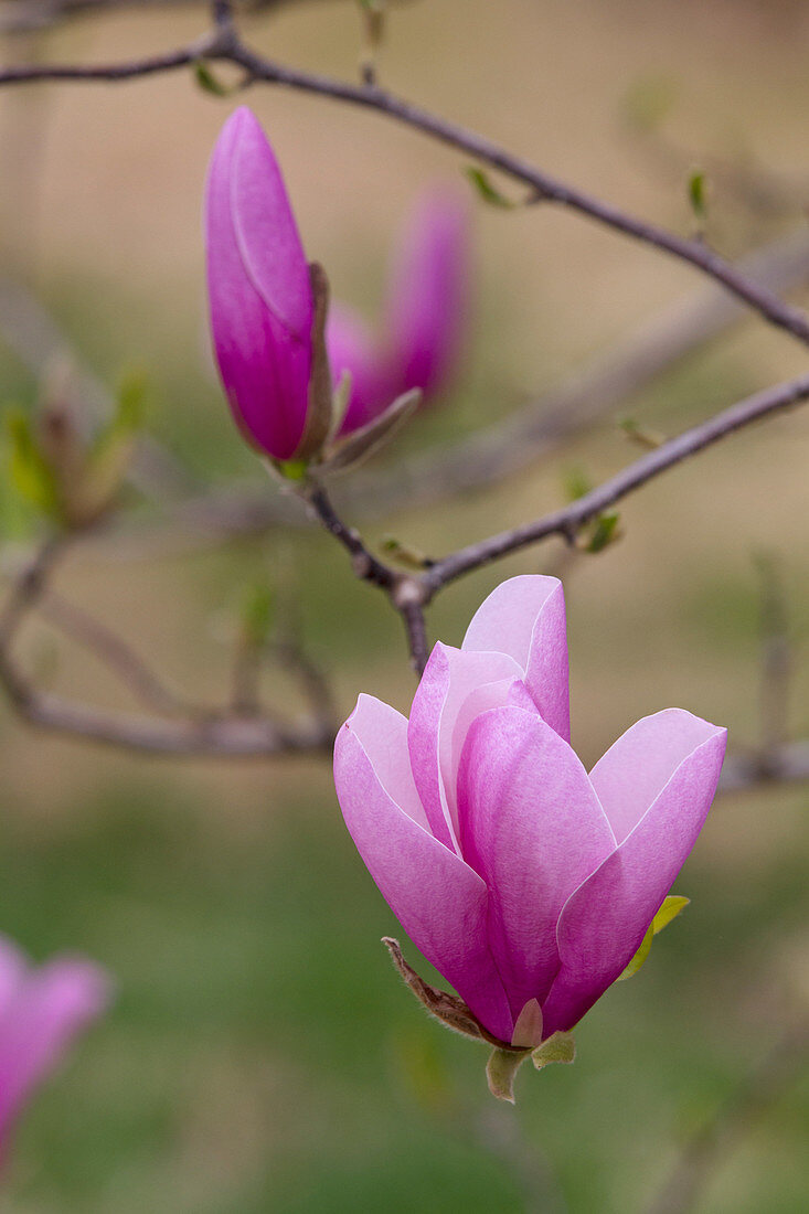 Chinese Magnolia flowers