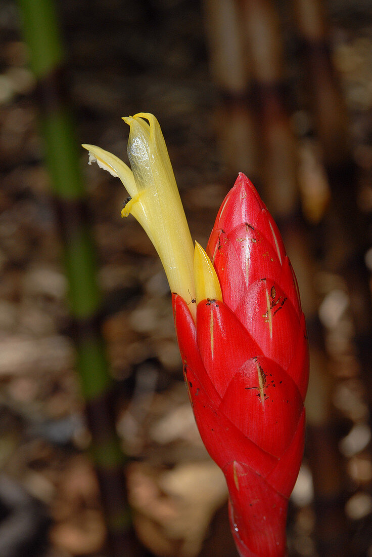 Red Snake Flower