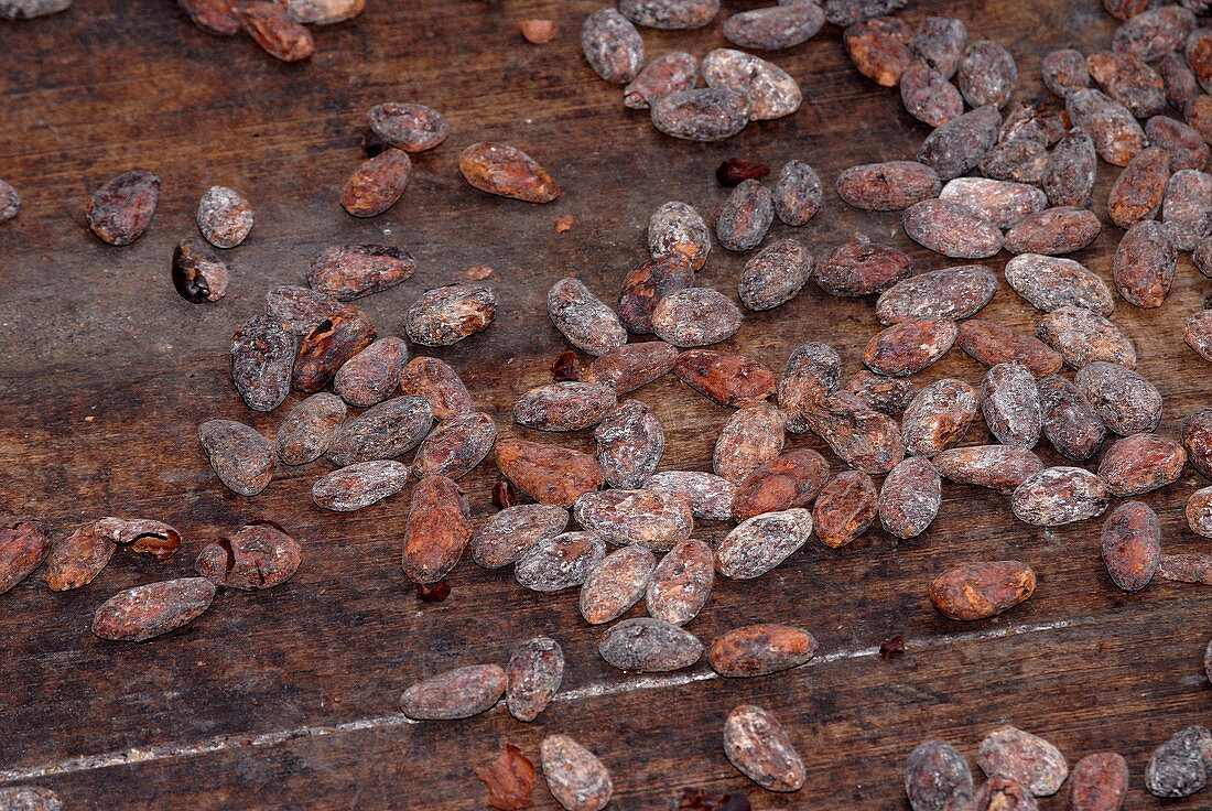 Drying Cacao Beans