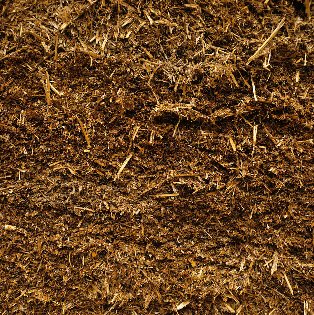 Whole Wheat Silage