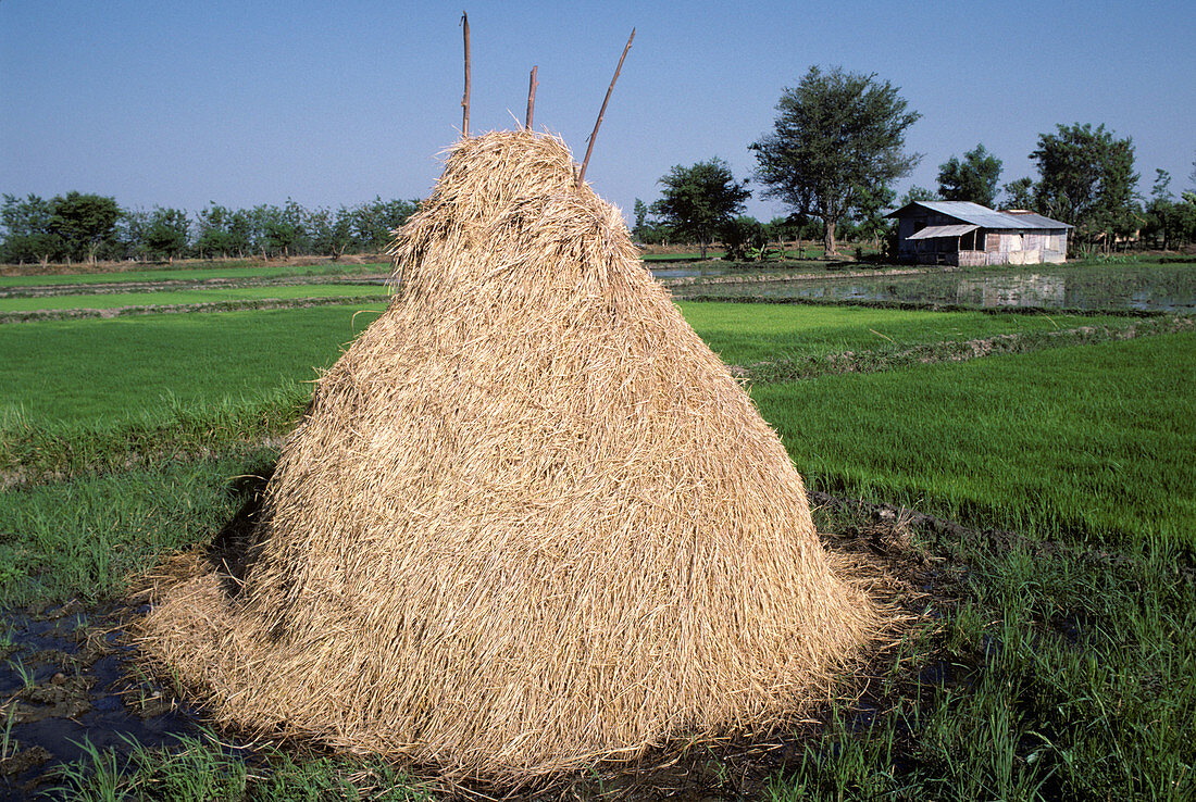 Stack of rice straw