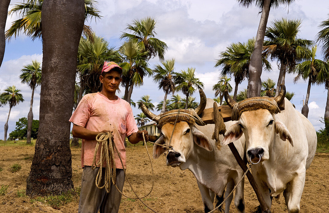 Farmer and Oxen,Cuba