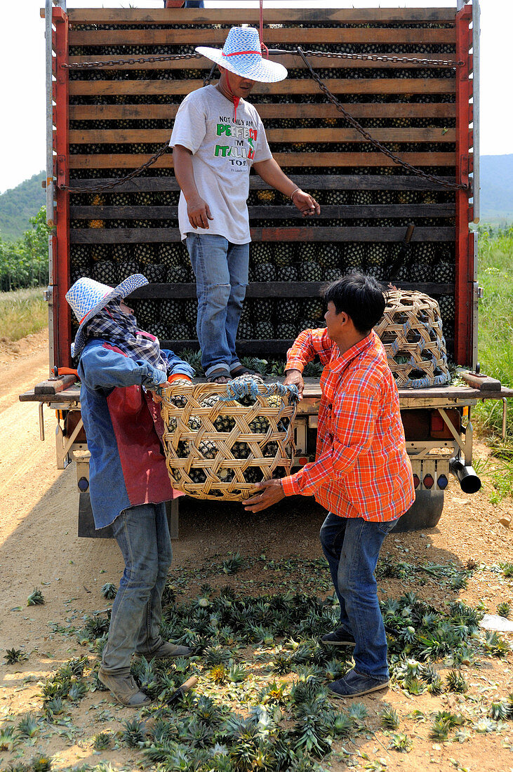 Loading harvested pineapples
