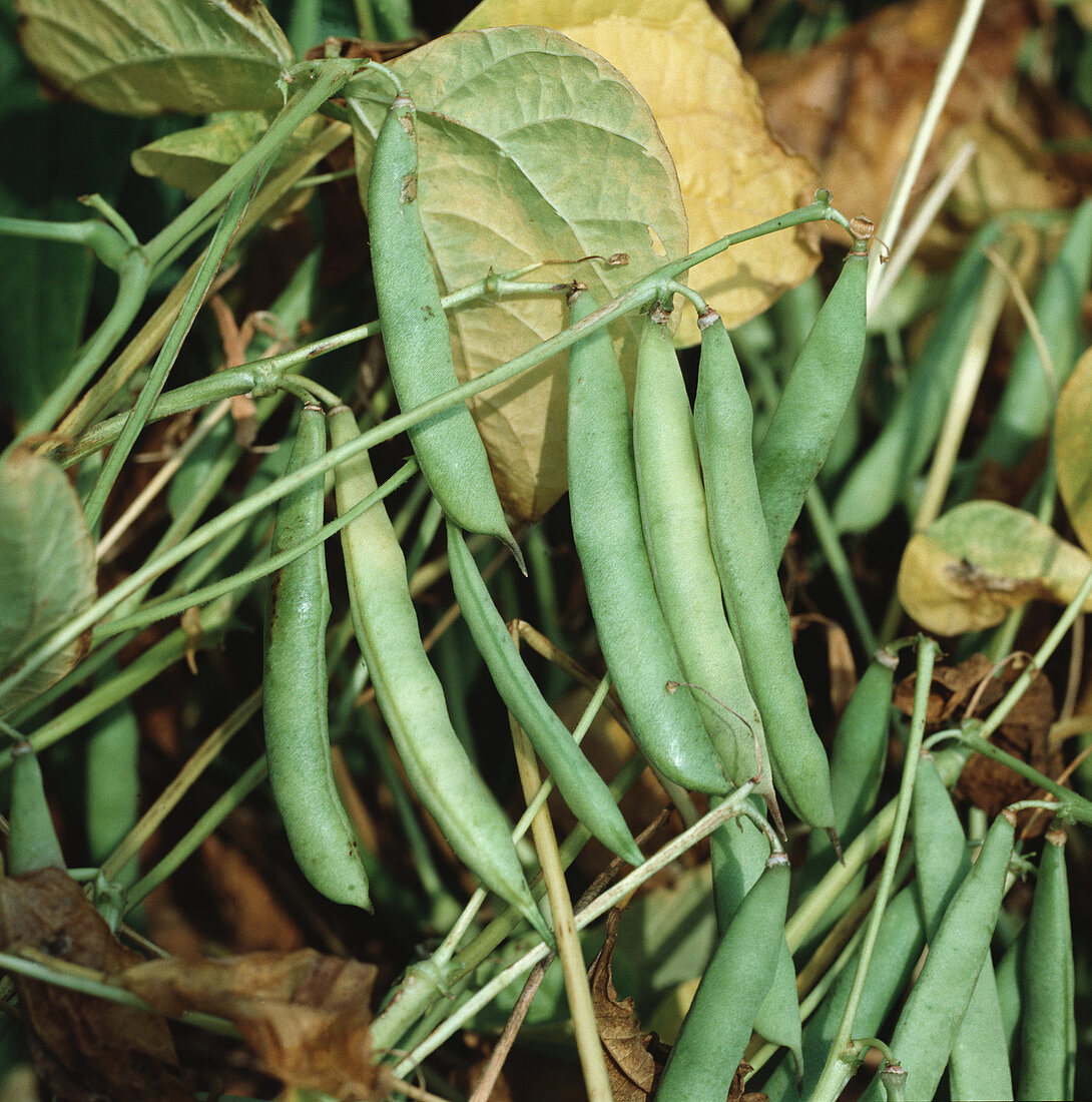 Haricot bean pods variety Albion