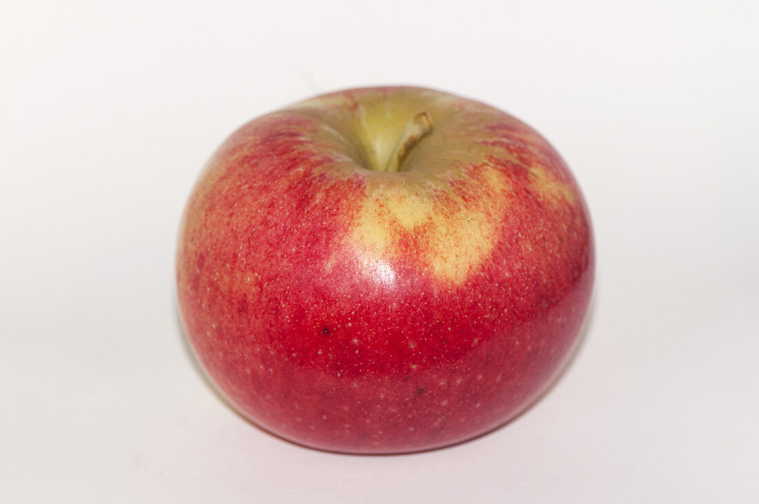 Aroma,Apple Cultivar from Sweden