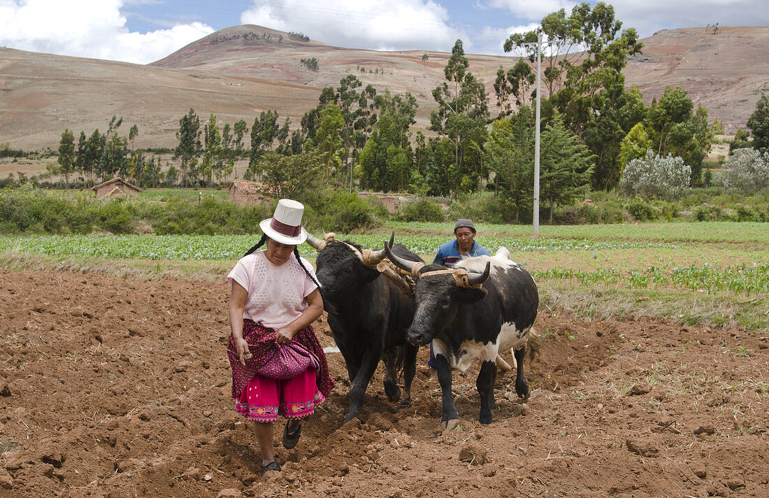 Farming Couple Working with Oxen,Peru