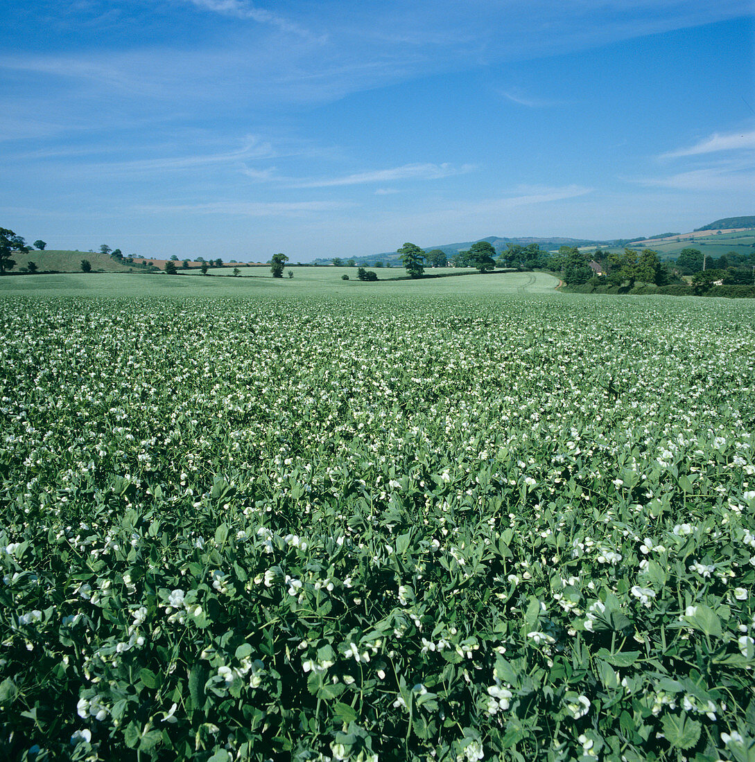 Minimally Cultivated Pea Field in Flower