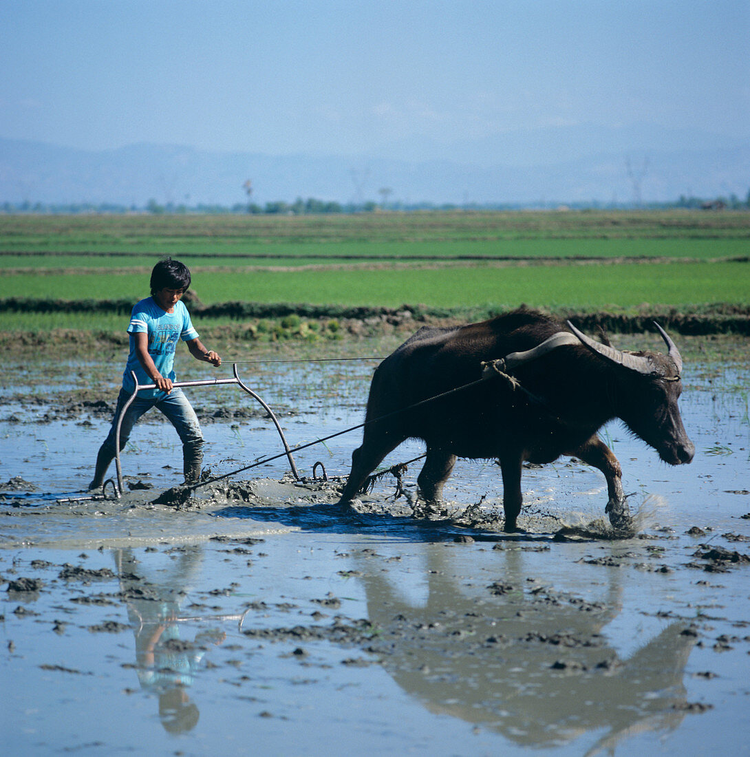 Ploughing a rice Paddy with a Water Buffa