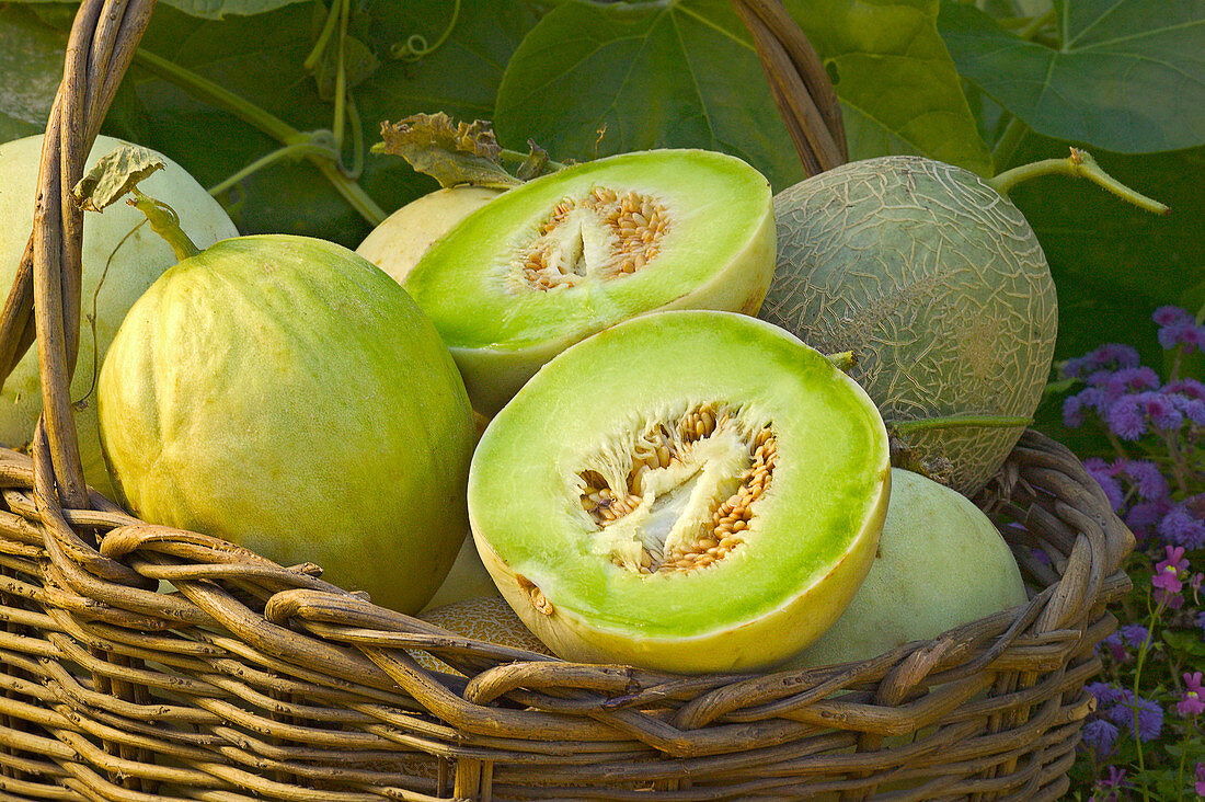 Melons in basket