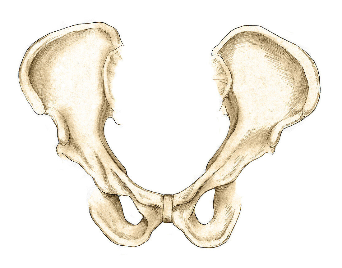 Pelvis