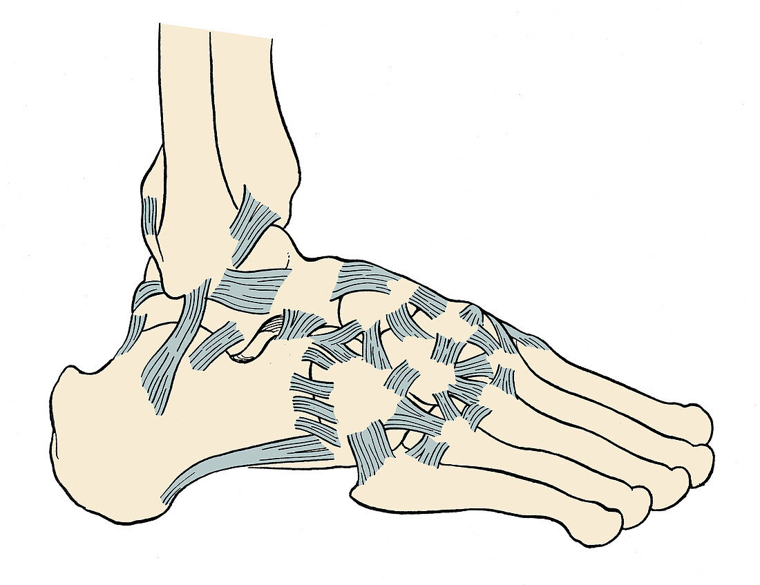 Major Ligaments of the Foot