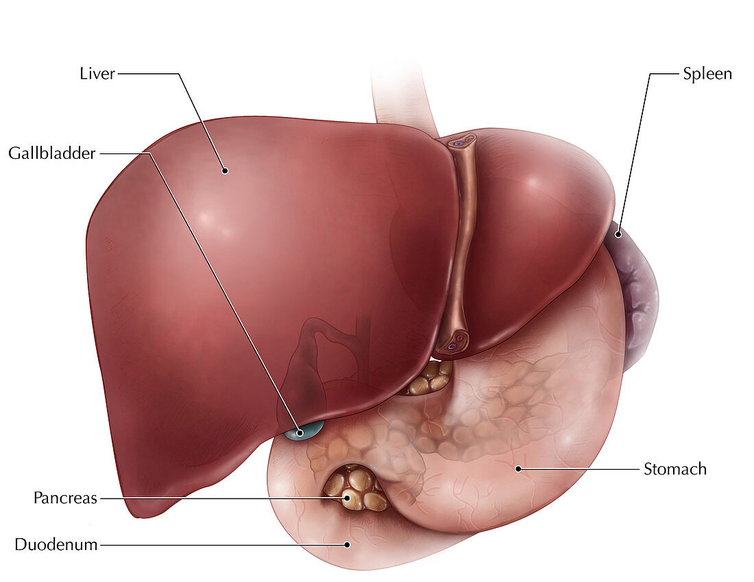 Abdominal Anatomy