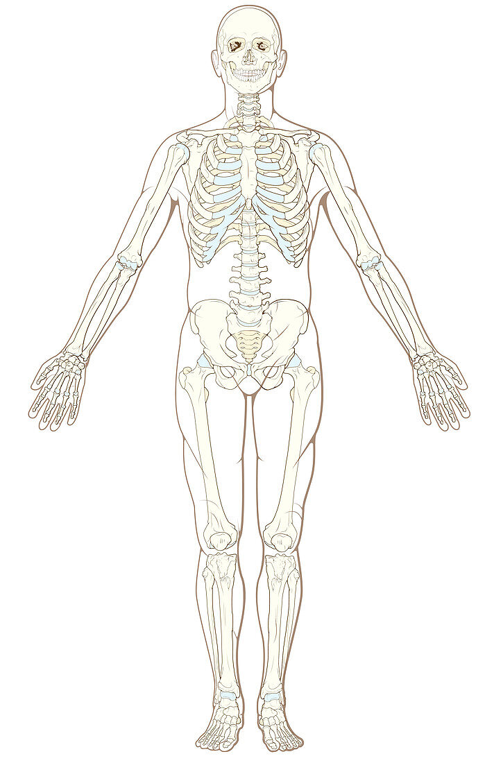 Skeletal System