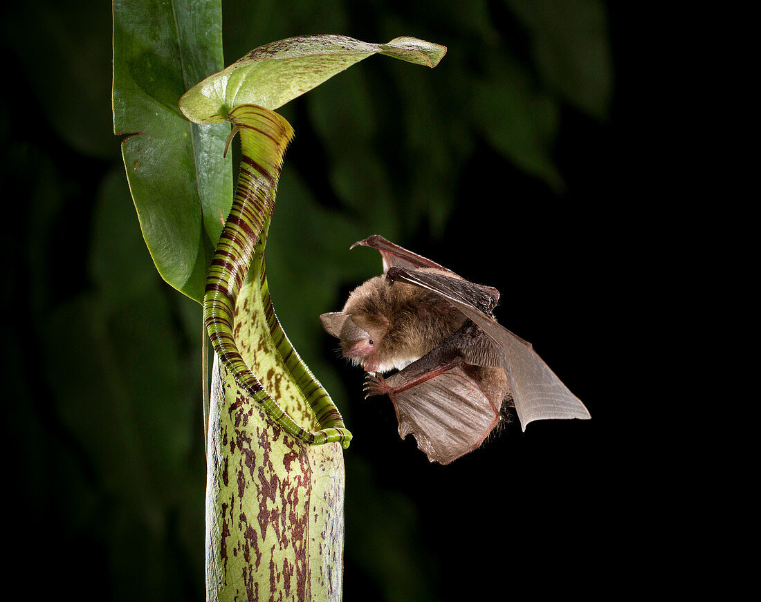 Hardwicke's Woolly Bat at Pitcher Plant
