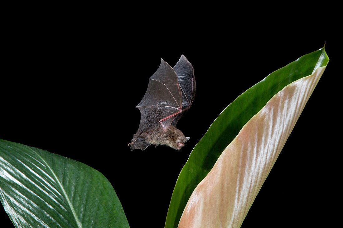 Hardwicke's Woolly Bat at Ginger Frond