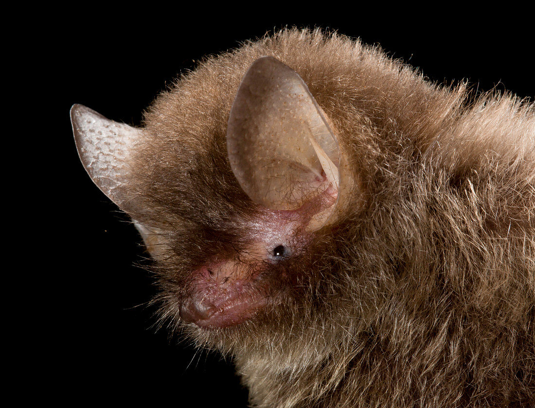 Hardwicke's Woolly Bat Portrait