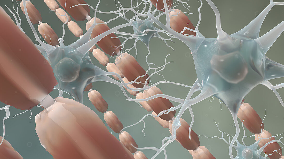 Myelin Sheath with Nerve Cells