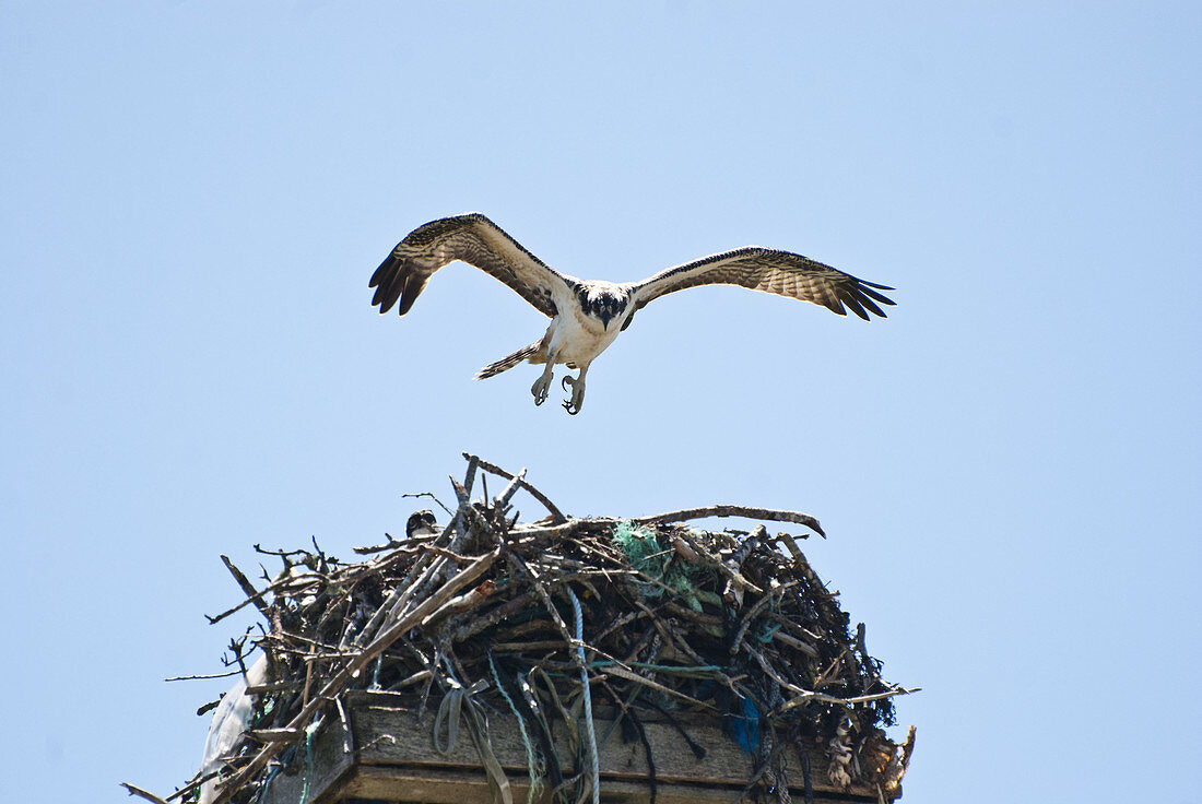 Osprey with Nest