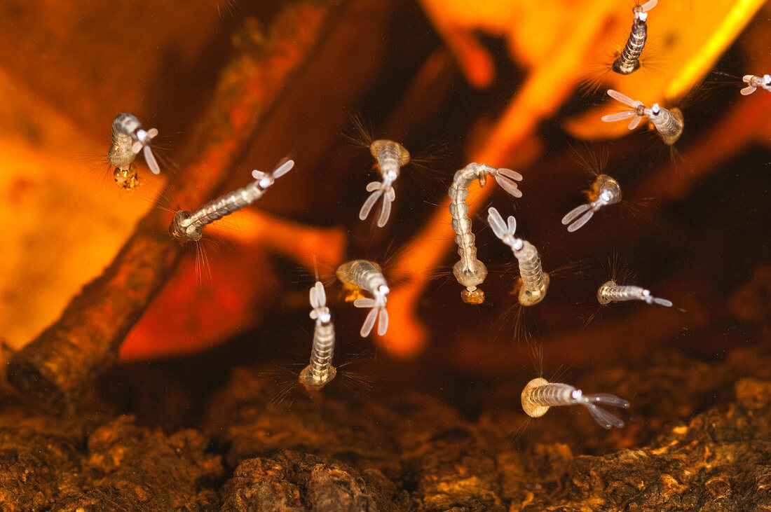 Mosquito Larvae in Tree Hollow