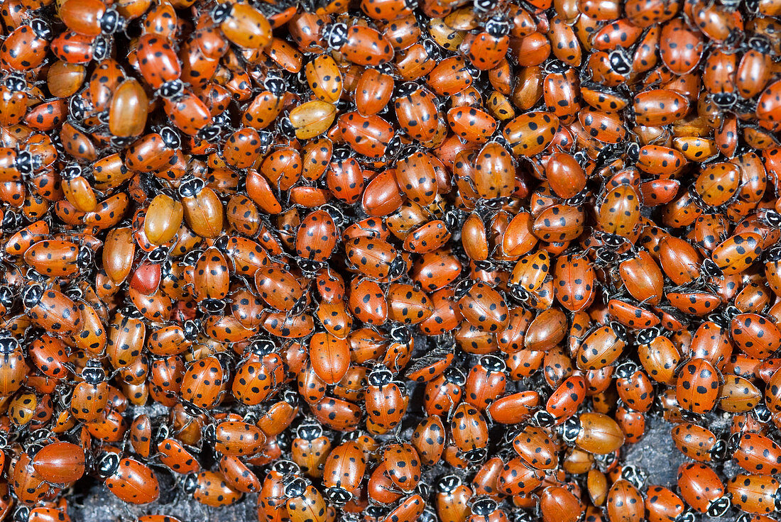 Convergent Ladybird Beetles