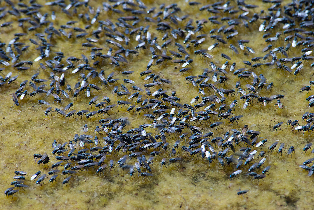 Alkali Flies on Mono Lake