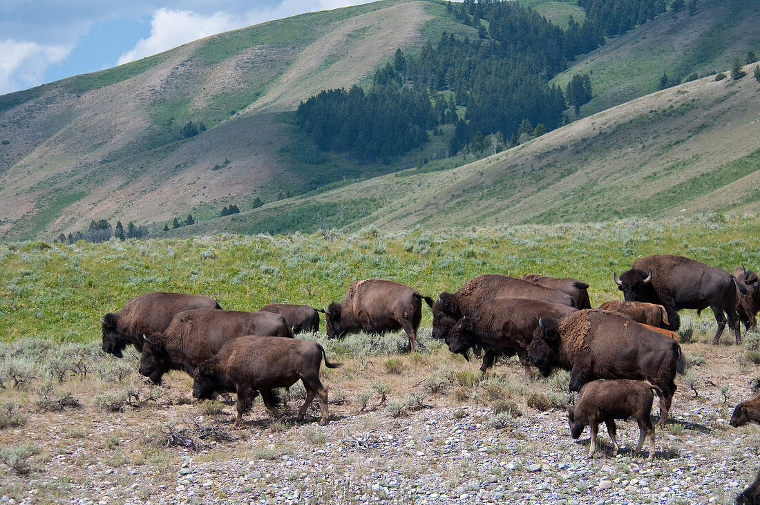 Bison at Grand Tetons