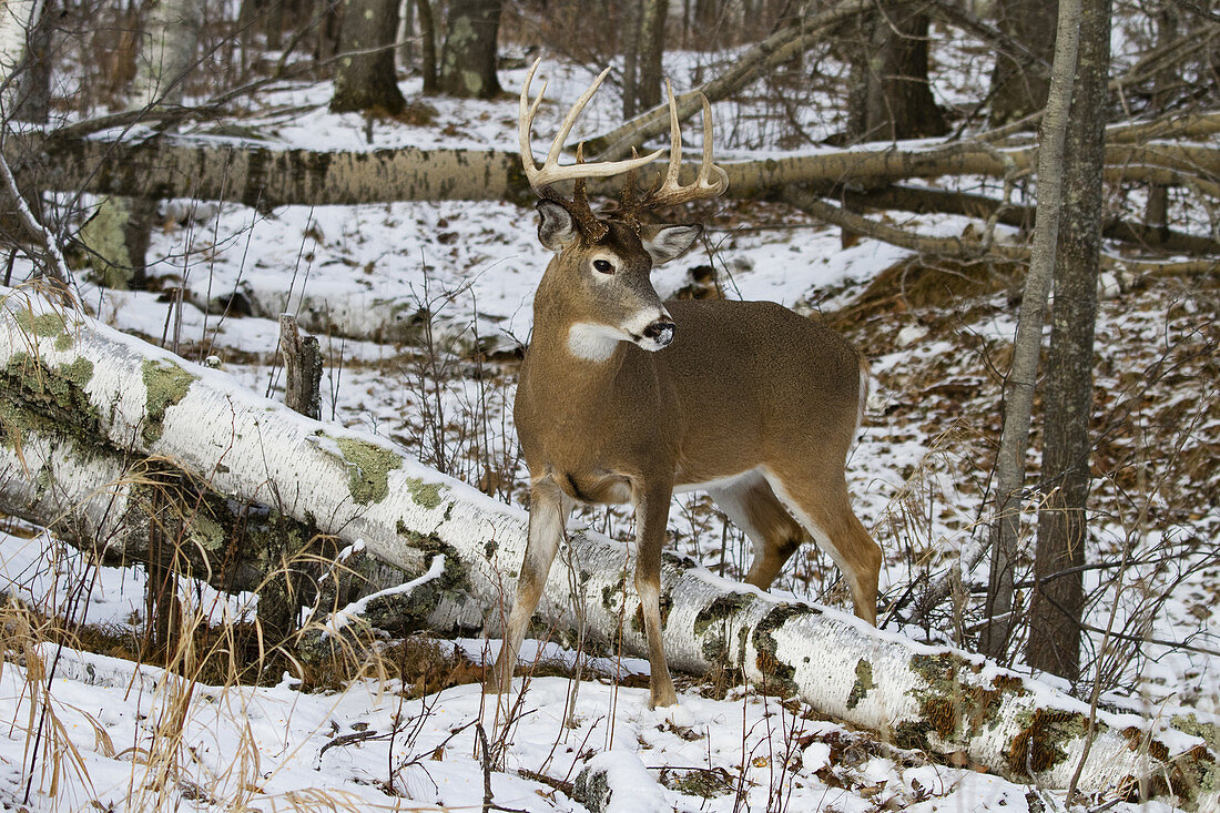 White-Tailed Buck in Winter