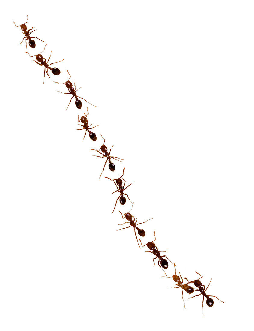 Ants Marching in a Line