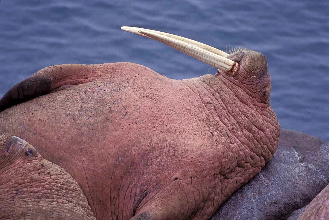 Walrus bull resting
