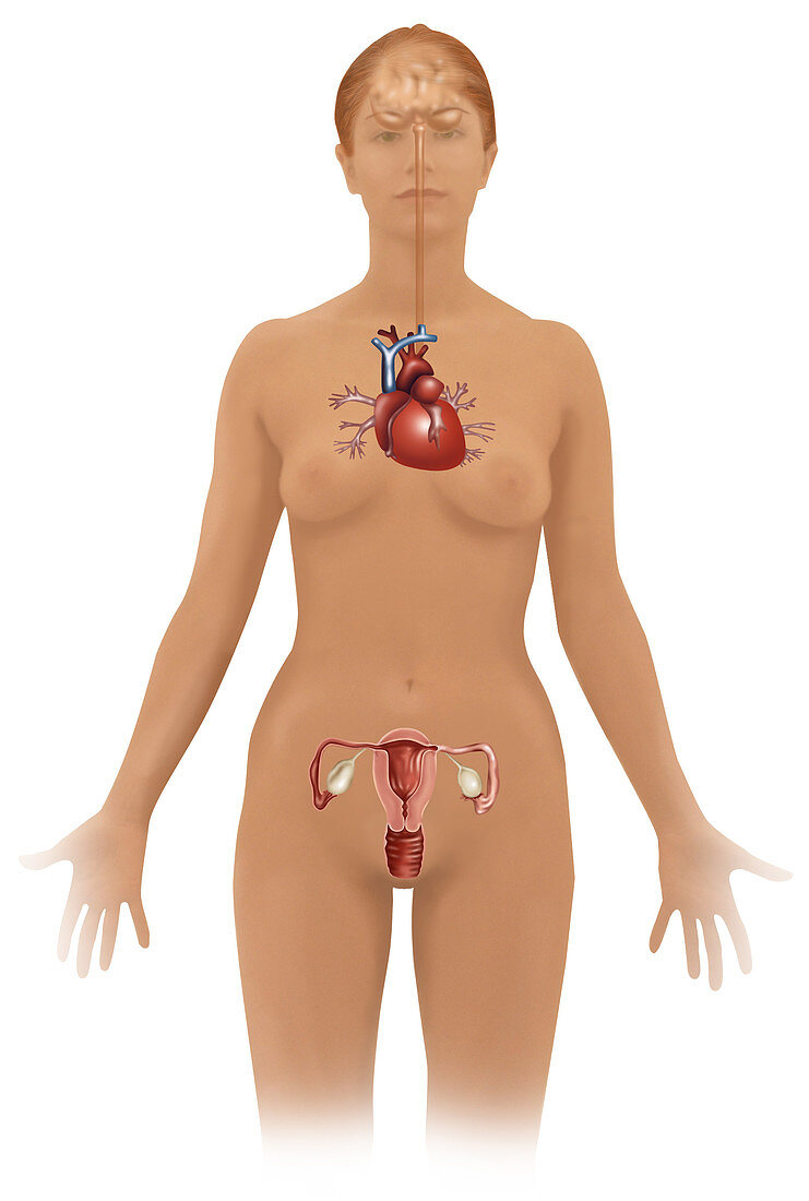 Female Internal Organs