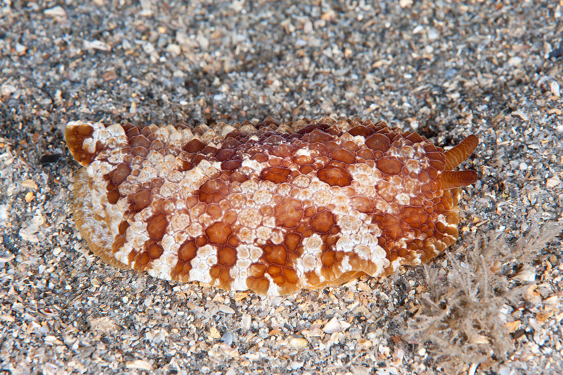 Warty Sidegill Sea Slug