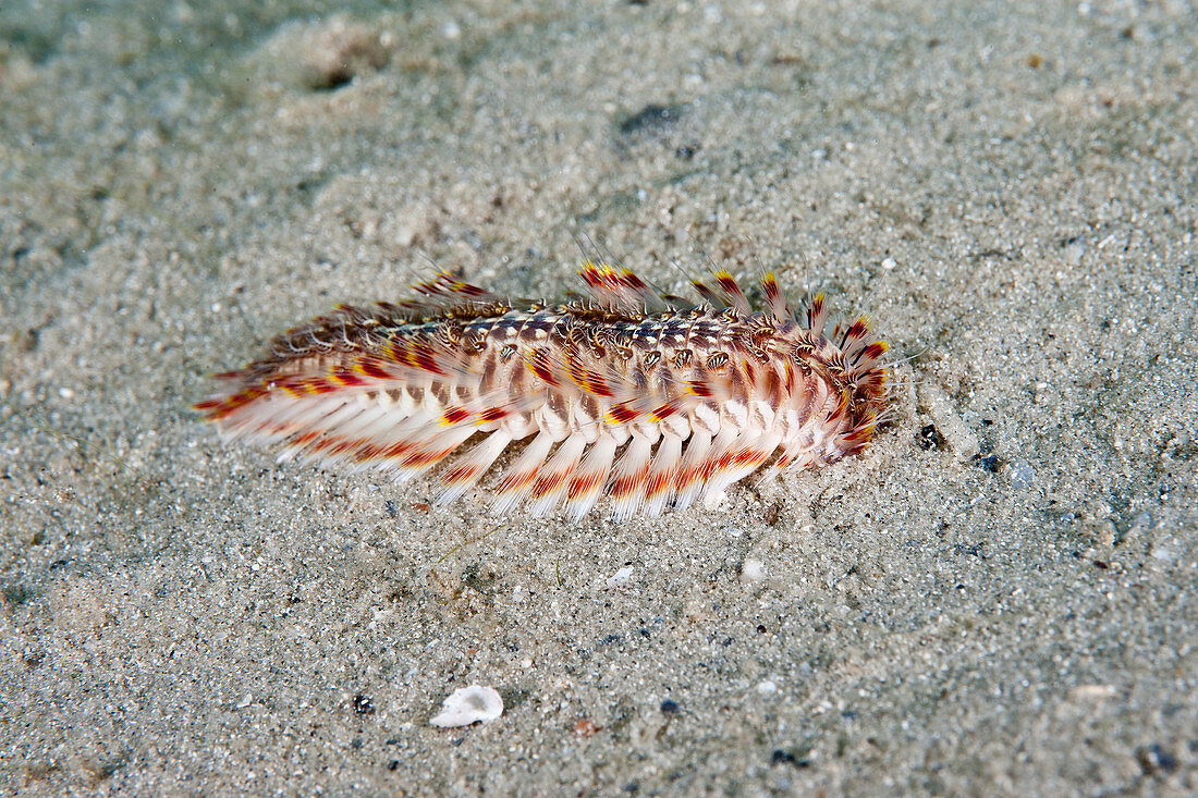 Red-Tipped Fireworm