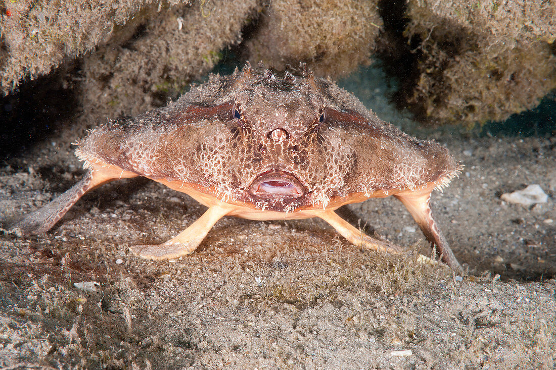 Polka Dot Batfish
