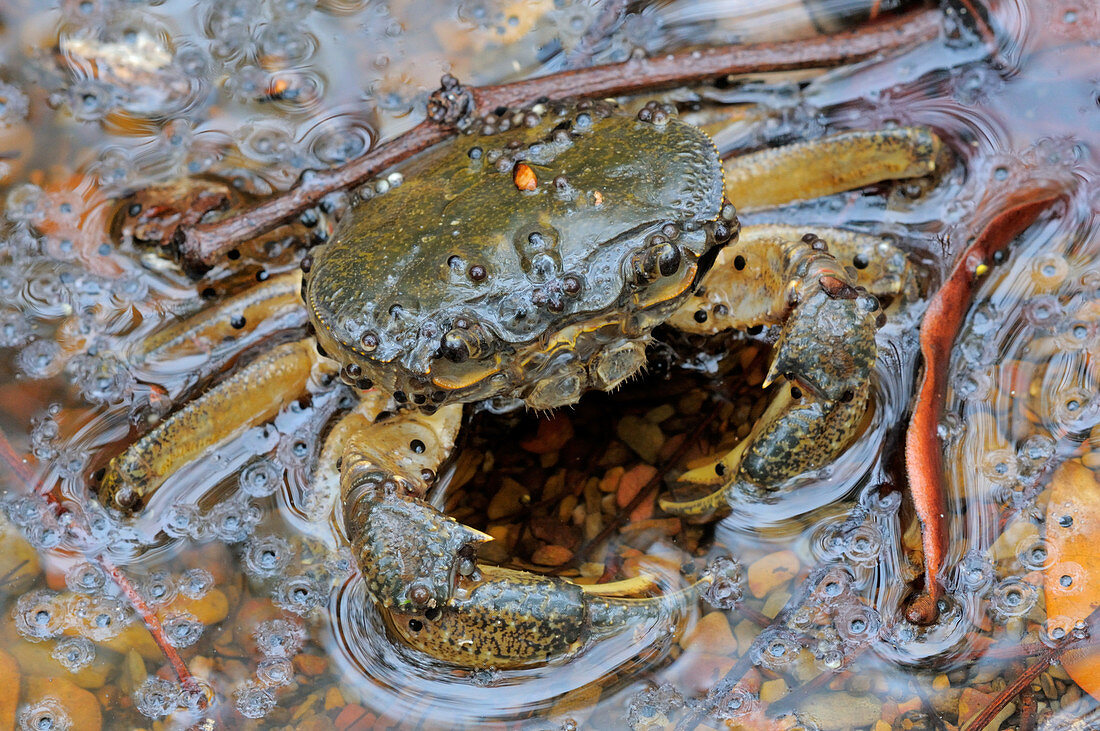 Freshwater Crab Eating Frog Eggs