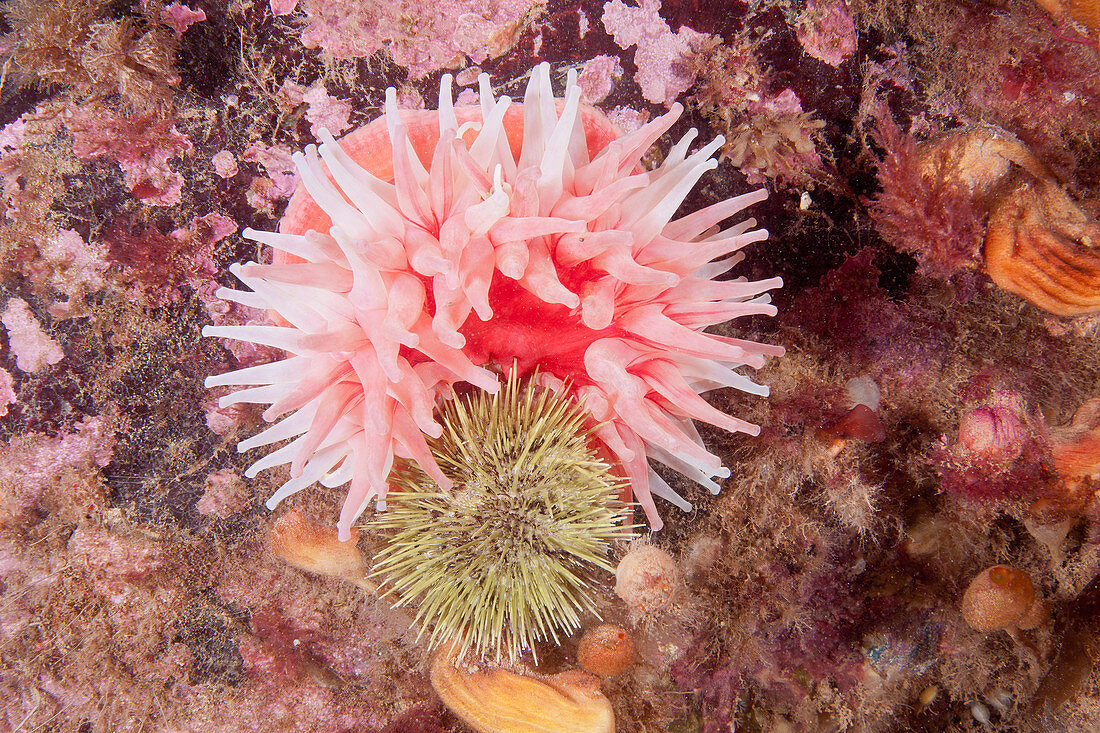 Northern Red Anemone