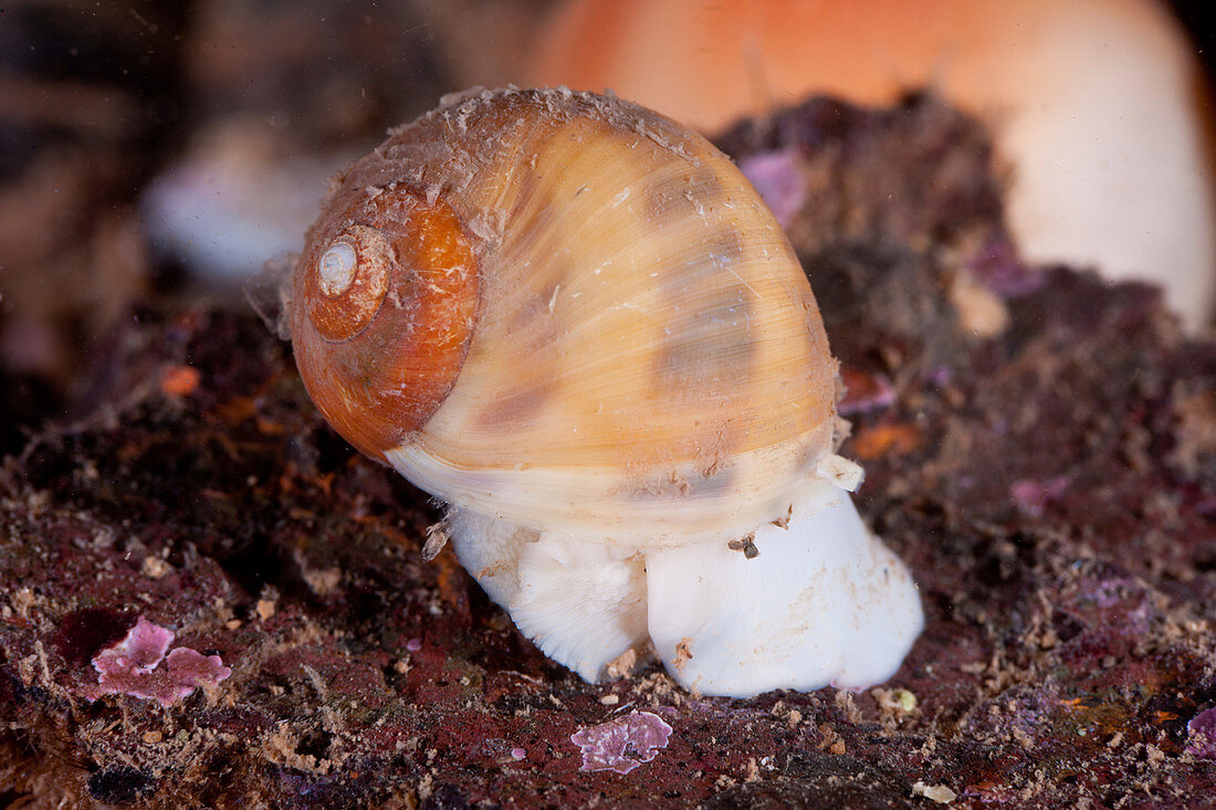 Spotted moonsnail