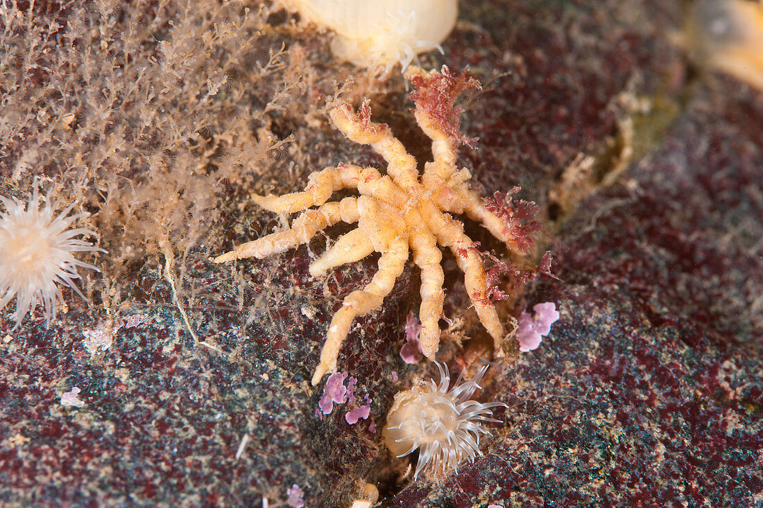 Anemone Sea Spider