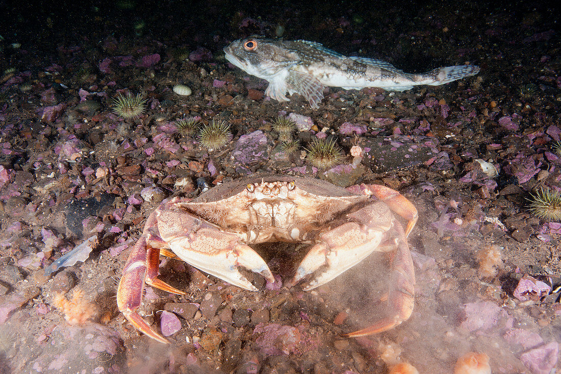 Atlantic Rock Crab